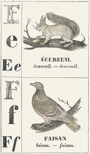 E F: Squirrel -- Pheasant, 1850 (engraving)