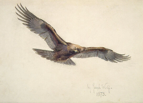 Eagle in flight, 1873 (w  /  c on paper)