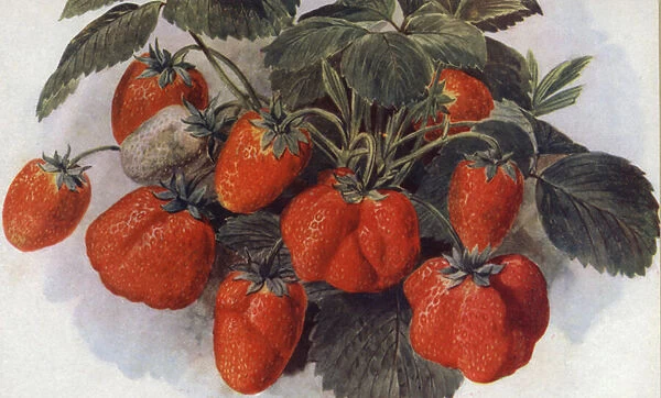 Early Strawberry, 'King George'(colour litho)