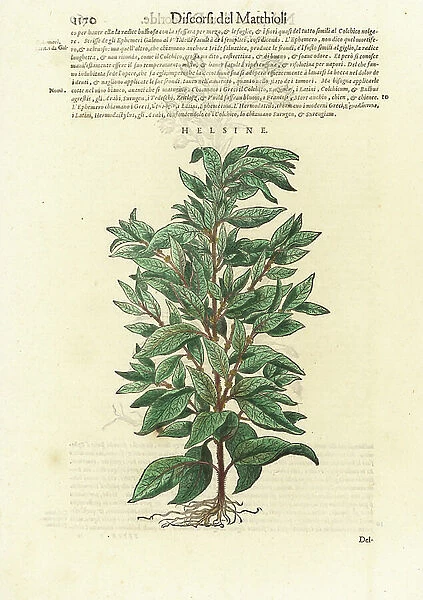 Eastern pellitory-of-the-wall. Parietaria officinalis. Handcoloured woodblock print by Wolfgang Meyerpick after an illustration by Giorgio Liberale from Pietro Andrea Mattioli's Discorsi di P.A