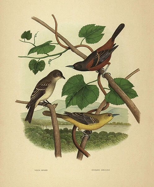 Eastern wood pewee and orchard orioles