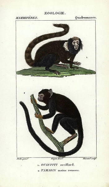 Eau forte by Jean Gabriel Pretre (1780-1845), engraved by Carnonkel, for the dictionary of natural sciences: mammals by Frederic Cuvier, edited by Pierre Jean Francois Turpin (1775-1840), published by F.G.Levrault, a Paris, 1816