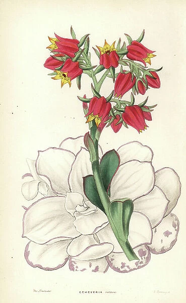 Echeveria fulgens (Blunt-leaved echeveria, Echeveria retusa). Handcoloured copperplate engraving by G. Barclay after Miss Sarah Drake from John Lindley and Robert Sweet's Ornamental Flower Garden and Shrubbery, G. Willis, London, 1854