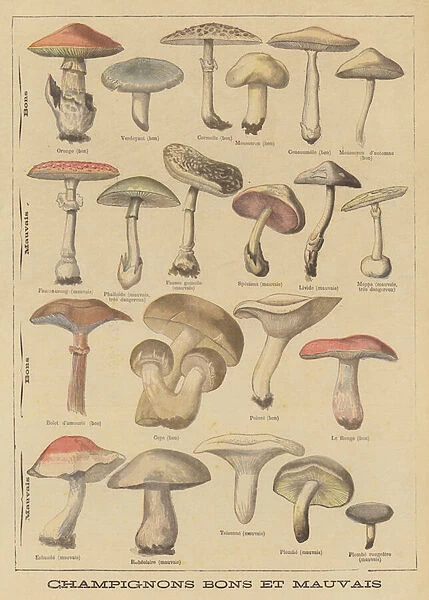Edible and poisonous mushrooms (colour litho)