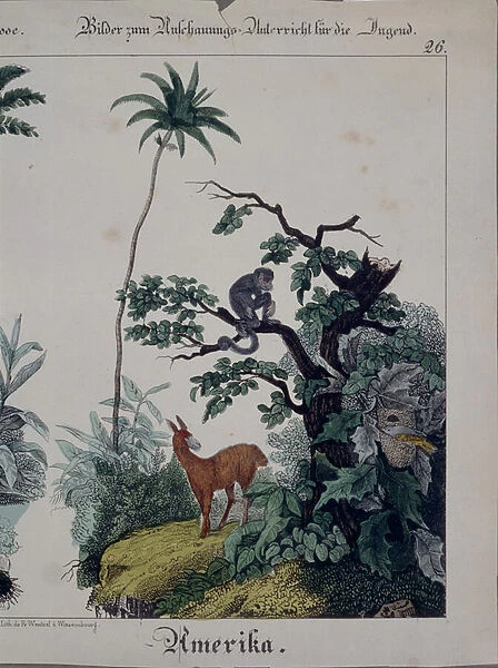 Educational poster featuring flora and fauna of South America, right side, published by F