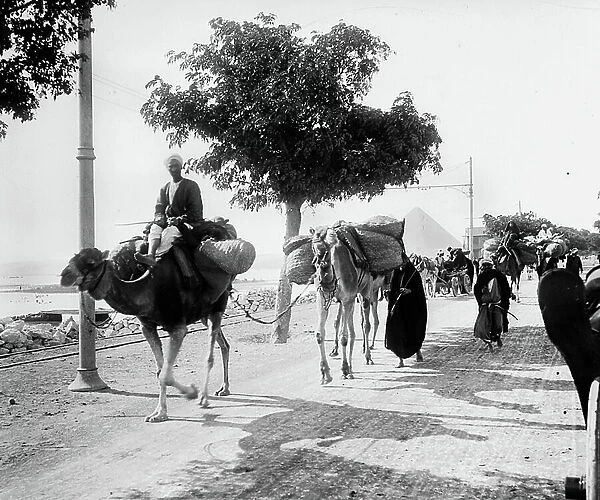 Egypt, Cairo: Cook cruise, Nile side, on the road from Cairo to Giza, camel convoy carrying goods, at the bottom seen from the pyramids, 1900