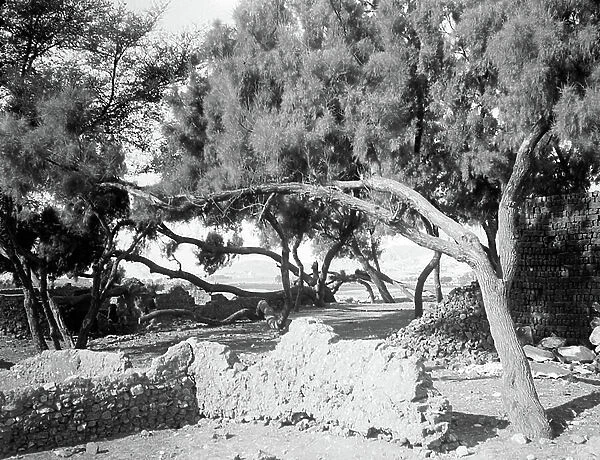 Egypt: Cook cruise, Nile delta, Mediterranean landscape with Pisa house under olive trees, 1900