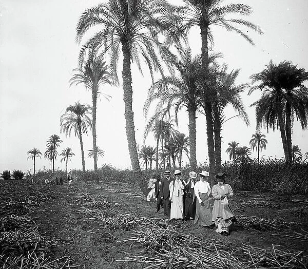 Egypt: Cook cruise, Upper Egypt, tourists walk in line in a palm grove covered with cut sugar canes, 1900