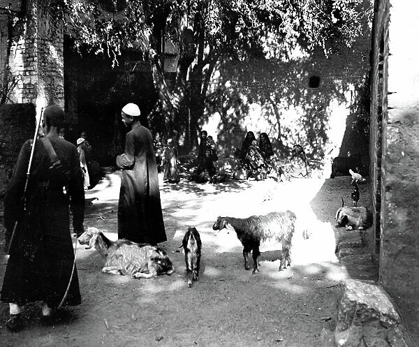 Egypt: Cook cruise, in a village in the Nile Valley, two men keep goats with women sitting down, 1900