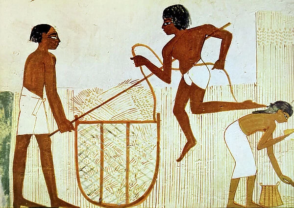 Egyptian tomb wall painting depicting an agricultural scene