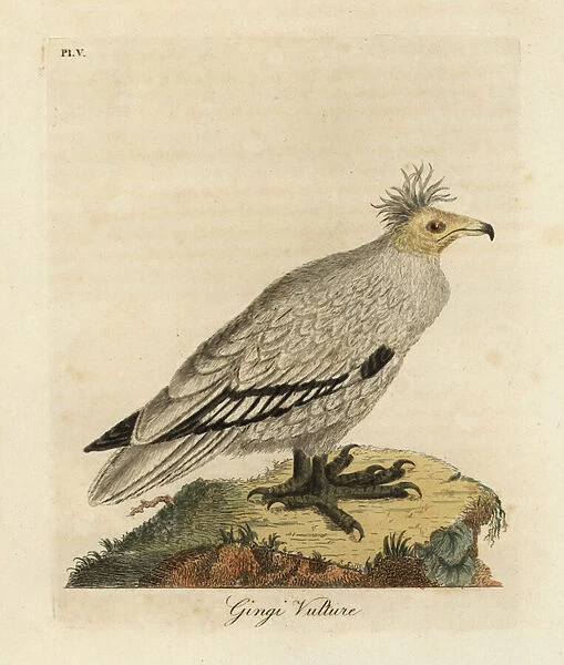 Egyptian vulture, Neophron percnopterus ginginianus. 1824 (engraving)