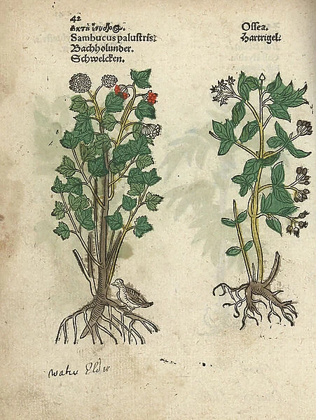 Elder tree, Sambucus palustris, and dogwood, Cornus species? Handcoloured woodblock engraving of a botanical illustration from Adam Lonicer's Krauterbuch, or Herbal, Frankfurt, 1557