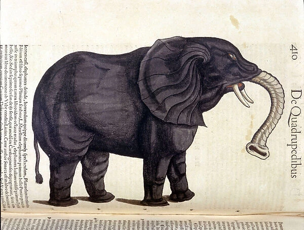 Elephant from the Historia Animalium by Conrad Gesner, Tiguri 1560