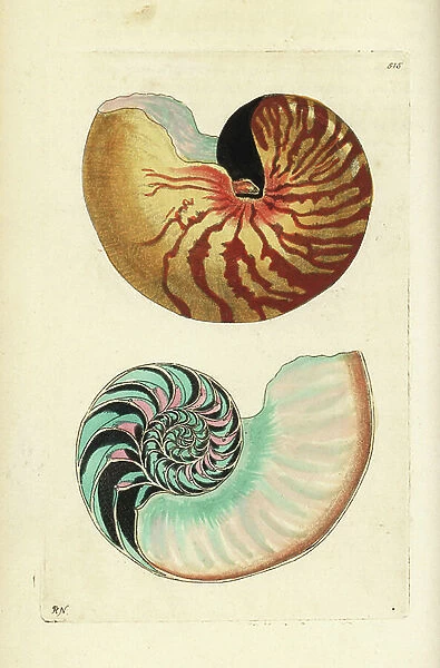 Emperor nautilus shell and section through shell showing chambers, Nautilus pompilius (Great nautilus, Nautilus pompilius) Illustration drawn and engraved by Richard Polydore Nodder