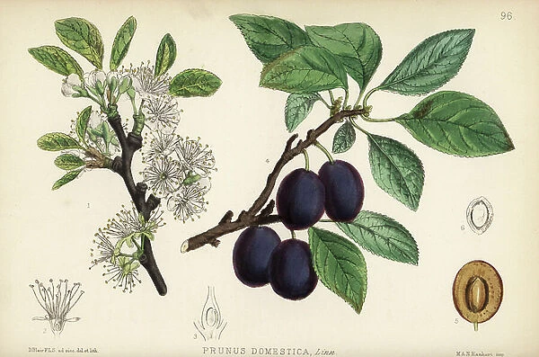 English plum, Prunus domestica. Handcoloured lithograph by Hanhart after a botanical illustration by David Blair from Robert Bentley and Henry Trimen's Medicinal Plants, London, 1880