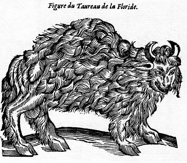 Engraving of the book of Ambroise Pare: ' Book of the Unicorn' (1580) - Figure of the Florida bull (bison)