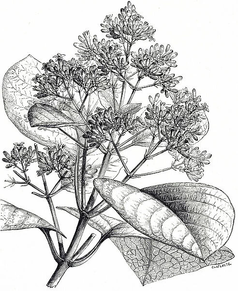 Engraving depicting some Cinchona, a genus of flowering plants in the family Rubiaceae, and the source of the alkaloid Quina which is used in tonic water, 19th century
