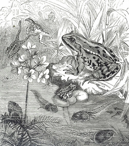 Engraving depicting an European edible frog, a common frog found in Europe