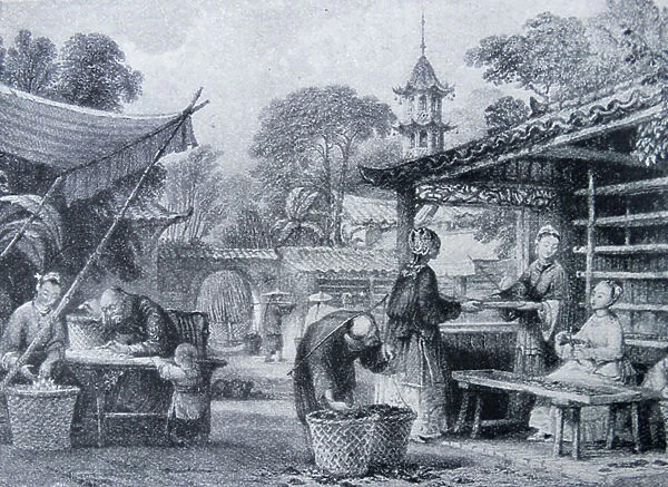 Engraving depicting the feeding of Silkworms and sorting the cocoons in China