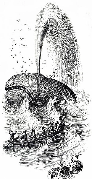 An engraving depicting a harpooned sperm whale off the coast of the West Indies, 19th century