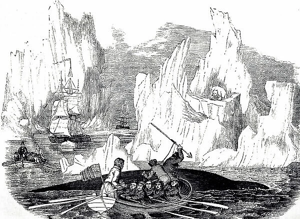 An engraving depicting the harpooning of a whale in the Arctic seas, 19th century