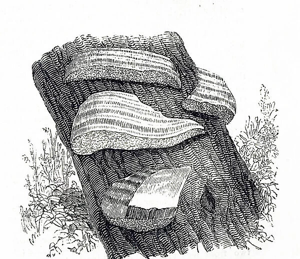 An engraving depicting Hoof fungus (Fomes fomentarius), the source of German tinder or touchwood. Specimens were left to grow to a large size so that the tinder was harvested, 19th century
