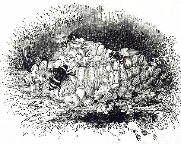An engraving depicting a humble bee's nest, 19th century