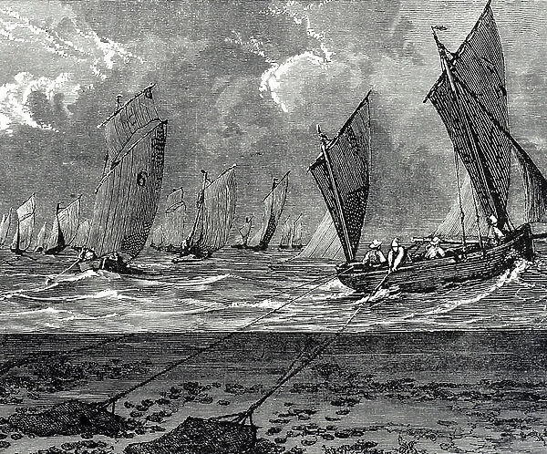 Engraving depicting Marennes fishermen dredging for oysters, 19th century