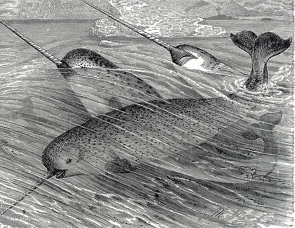 Engraving depicting a school of Narwhal, a medium-sized toothed whale that possesses a large 'tusk' from a protruding canine tooth