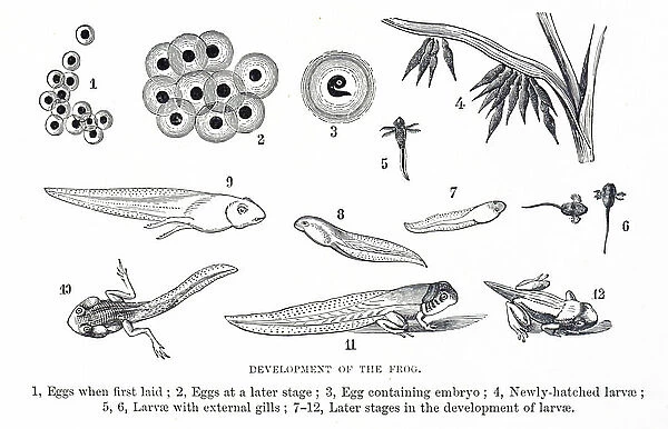 Engraving depicting the stages in development of the frog, 19th century