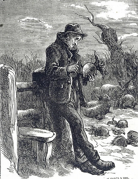 Engraving depicting a starving farm labourer eating a raw turnip that has been put in the field as fodder for sheep, 19th century