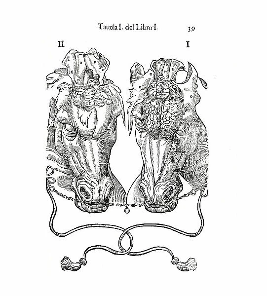Equine anatomical Illustration