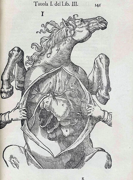 Equine anatomical Illustration