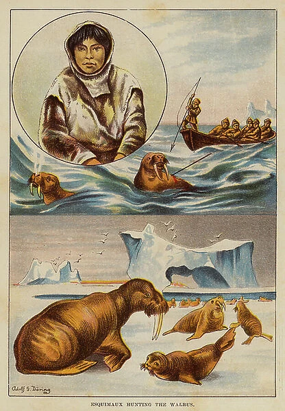 Esquimaux hunting the walrus (colour litho)