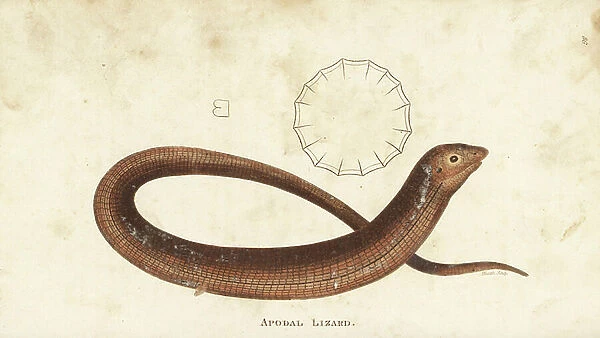European glass lizard, Pseudopus apodus (apodal lizard, Lacerta apus). Handcoloured copperplate engraving by Heath after an illustration by George Shaw from his General Zoology, Amphibia, London, 1801