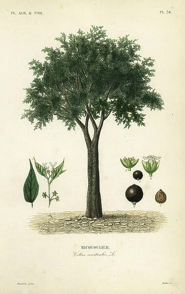 European nettle tree, Mediterranean hackberry, lote tree, or honeyberry, Celtis australis, micocoulier