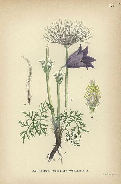 European pasqueflower, Pulsatilla vulgaris Mill