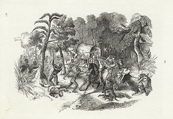 European plant hunters attacked by natives of South Africa in the mid-19th century. Woodblock engraving from Louis van Houtte and Charles Lemaire's Flowers of the Gardens and Hothouses of Europe, Flore des Serres et des Jardins de l'Europe, Ghent