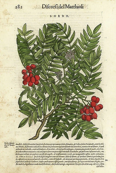 European rowan tree, Sorbus aucuparia. Handcoloured woodblock print by Wolfgang Meyerpick after an illustration by Giorgio Liberale from Pietro Andrea Mattioli's Discorsi di P.A