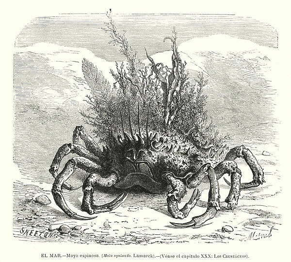 European spider crab (Maja squinado) (litho)
