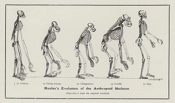 Evolution of the human skeleton (litho)