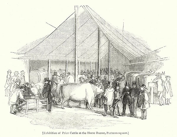 Exhibition of Prize Cattle at the Horse Bazaar, Portman-square (engraving)