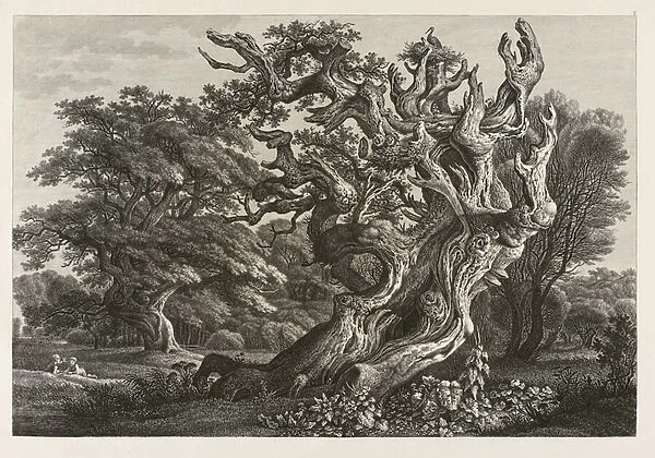 Fantastic large oak tree with a storks nest (etching)