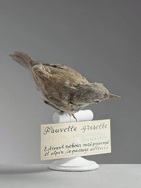 Fauvette grisette (Sylvia communis) - common whitethroat - Museum d'histoire naturelle de Marseille