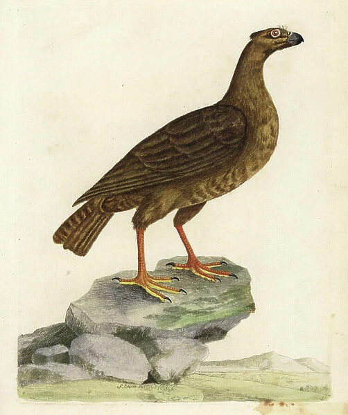 Fawn vulture - Griffon vulture, Gyps fulvus. (Tawny vulture, Falco ambustus.) From a specimen held by the Royal Society. Handcoloured copperplate engraving by Peter Brown from New Illustrations of Zoology, B. White, London, 1776