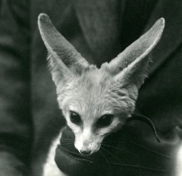 A Fennec Fox is held, around the neck, by a gloved keeper, 1924 (b  /  w photo)