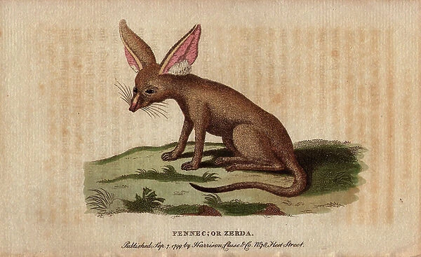 Fennec or Sahara sands fox (Vulpes zerda), omnivorous mammals of the family of canids. Lithographie in The Naturalist Pocket Magazine or Cabinet complete des Curiosites et Beautes de la Nature, published between 1798 and 1802, by Harrison, London