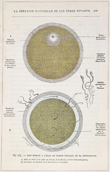 The Fertilisation of a Human Egg, from La Creation Naturelle et les Etres