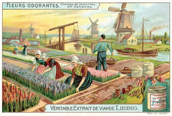 Field of hyacinths in the Netherlands (chromolitho)
