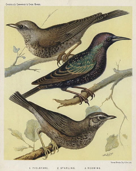 Fieldfare, Starling, Redwing (colour litho)